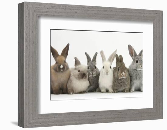 Six Baby Rabbits in Line-Mark Taylor-Framed Photographic Print