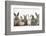 Six Baby Rabbits in Line-Mark Taylor-Framed Photographic Print