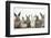 Six Baby Rabbits in Line-Mark Taylor-Framed Photographic Print