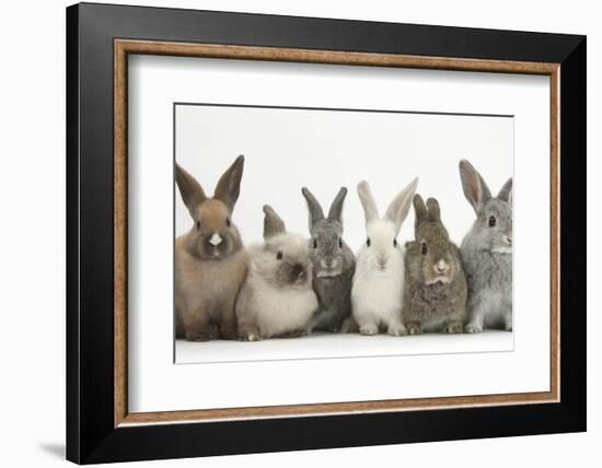 Six Baby Rabbits in Line-Mark Taylor-Framed Photographic Print