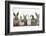 Six Baby Rabbits in Line-Mark Taylor-Framed Photographic Print