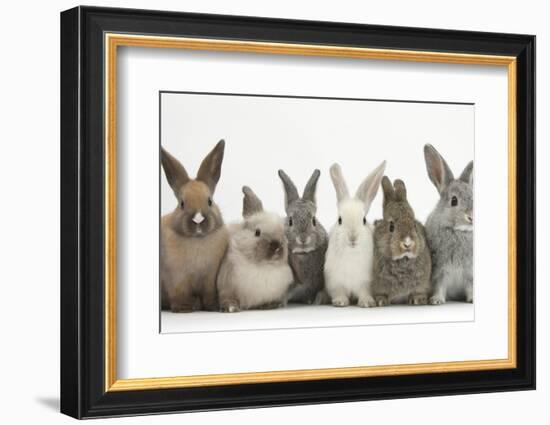 Six Baby Rabbits in Line-Mark Taylor-Framed Photographic Print