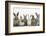 Six Baby Rabbits in Line-Mark Taylor-Framed Photographic Print