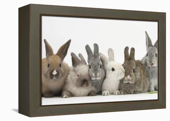 Six Baby Rabbits-Mark Taylor-Framed Premier Image Canvas