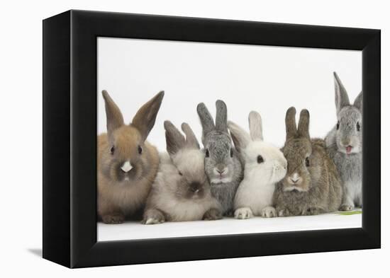 Six Baby Rabbits-Mark Taylor-Framed Premier Image Canvas