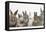 Six Baby Rabbits-Mark Taylor-Framed Premier Image Canvas