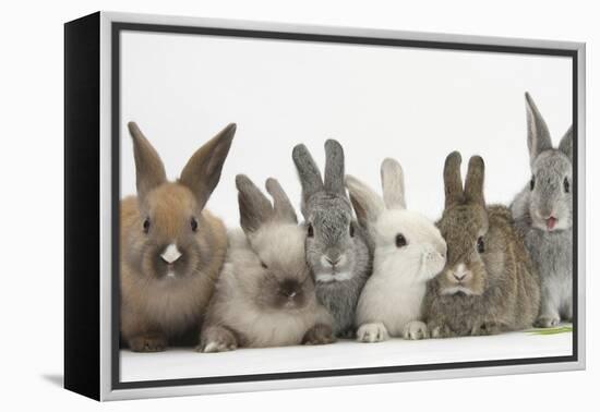 Six Baby Rabbits-Mark Taylor-Framed Premier Image Canvas