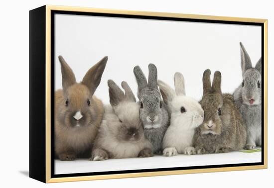 Six Baby Rabbits-Mark Taylor-Framed Premier Image Canvas