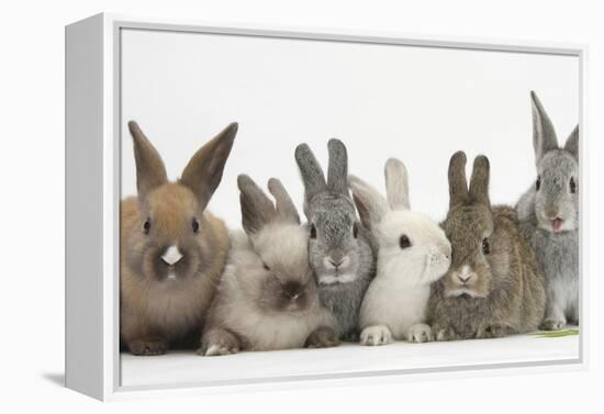 Six Baby Rabbits-Mark Taylor-Framed Premier Image Canvas