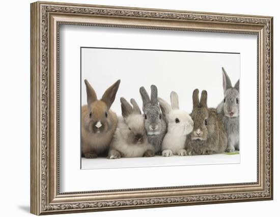 Six Baby Rabbits-Mark Taylor-Framed Photographic Print