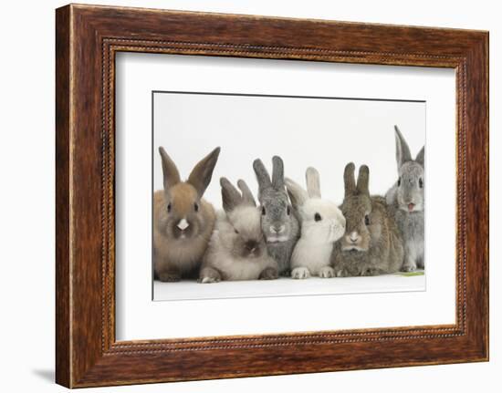 Six Baby Rabbits-Mark Taylor-Framed Photographic Print