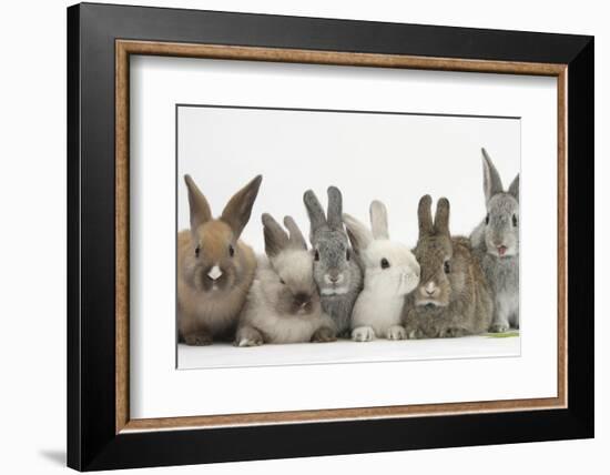 Six Baby Rabbits-Mark Taylor-Framed Photographic Print