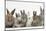 Six Baby Rabbits-Mark Taylor-Mounted Photographic Print