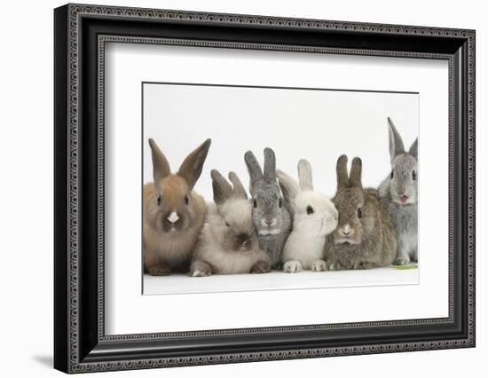 Six Baby Rabbits-Mark Taylor-Framed Photographic Print