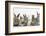 Six Baby Rabbits-Mark Taylor-Framed Photographic Print