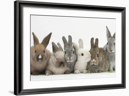 Six Baby Rabbits-Mark Taylor-Framed Photographic Print