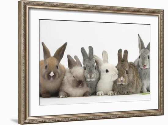 Six Baby Rabbits-Mark Taylor-Framed Photographic Print