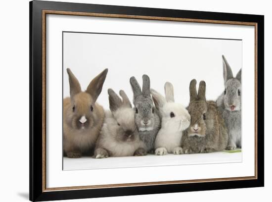 Six Baby Rabbits-Mark Taylor-Framed Photographic Print