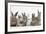 Six Baby Rabbits-Mark Taylor-Framed Photographic Print