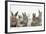 Six Baby Rabbits-Mark Taylor-Framed Photographic Print