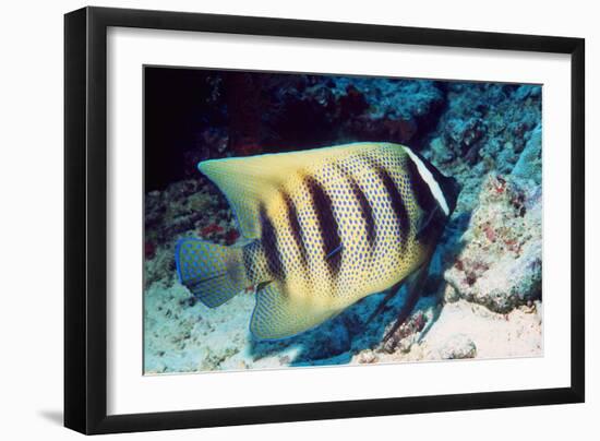 Six-banded Angelfish-Georgette Douwma-Framed Photographic Print
