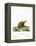 Six-Banded Armadillo-null-Framed Premier Image Canvas