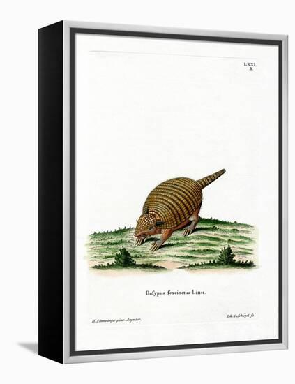 Six-Banded Armadillo-null-Framed Premier Image Canvas