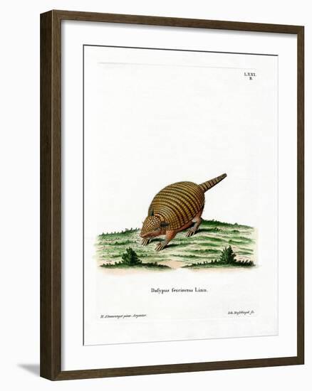 Six-Banded Armadillo-null-Framed Giclee Print