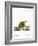 Six-Banded Armadillo-null-Framed Giclee Print