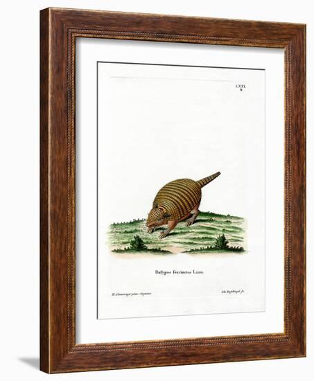 Six-Banded Armadillo-null-Framed Giclee Print