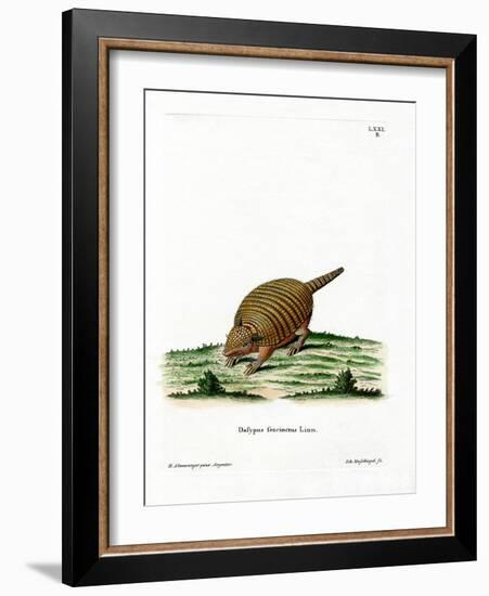 Six-Banded Armadillo-null-Framed Giclee Print