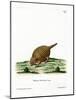 Six-Banded Armadillo-null-Mounted Giclee Print