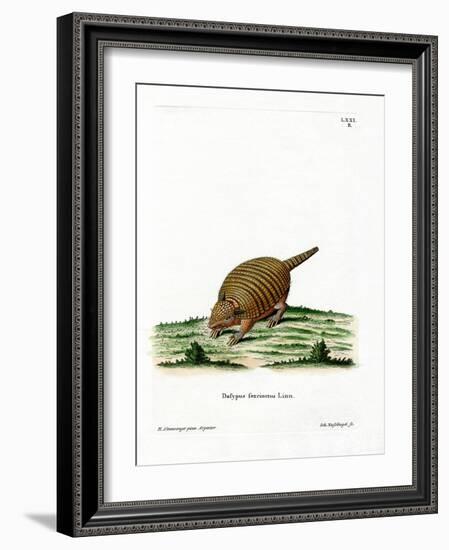 Six-Banded Armadillo-null-Framed Giclee Print