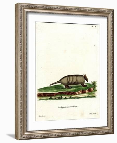 Six-Banded Armadillo-null-Framed Giclee Print