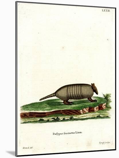 Six-Banded Armadillo-null-Mounted Giclee Print