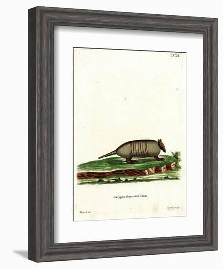 Six-Banded Armadillo-null-Framed Giclee Print