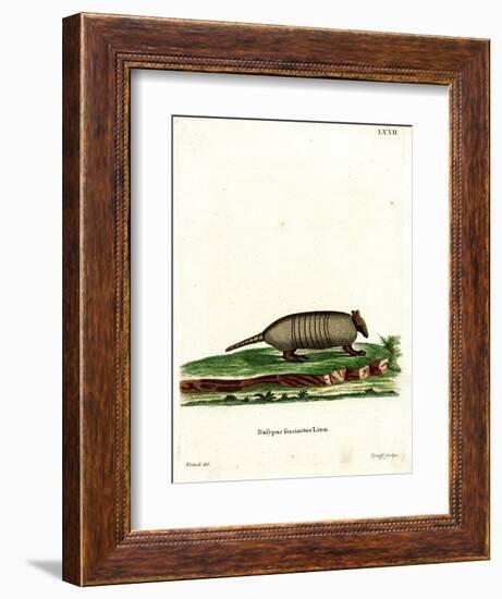 Six-Banded Armadillo-null-Framed Giclee Print