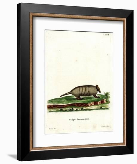 Six-Banded Armadillo-null-Framed Giclee Print