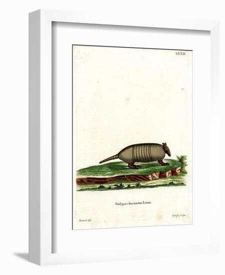 Six-Banded Armadillo-null-Framed Giclee Print