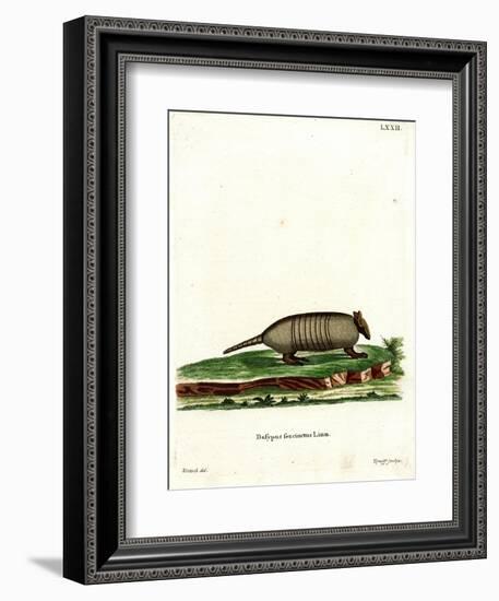 Six-Banded Armadillo-null-Framed Giclee Print