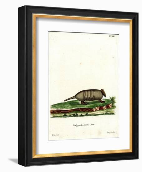 Six-Banded Armadillo-null-Framed Giclee Print