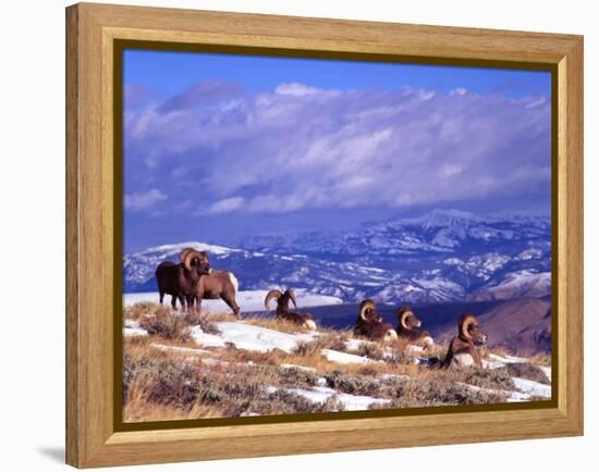 Six Bighorn Rams, Whiskey Mountain, Wyoming, USA-Howie Garber-Framed Premier Image Canvas