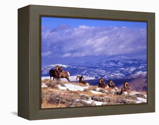 Six Bighorn Rams, Whiskey Mountain, Wyoming, USA-Howie Garber-Framed Premier Image Canvas