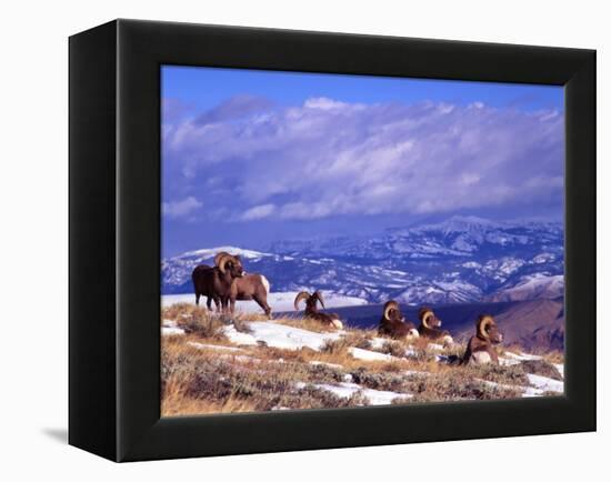 Six Bighorn Rams, Whiskey Mountain, Wyoming, USA-Howie Garber-Framed Premier Image Canvas