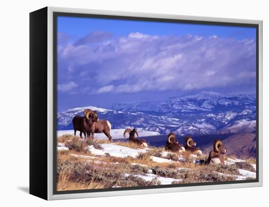 Six Bighorn Rams, Whiskey Mountain, Wyoming, USA-Howie Garber-Framed Premier Image Canvas