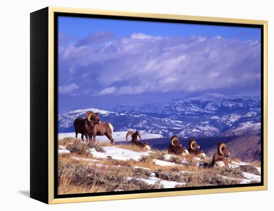 Six Bighorn Rams, Whiskey Mountain, Wyoming, USA-Howie Garber-Framed Premier Image Canvas