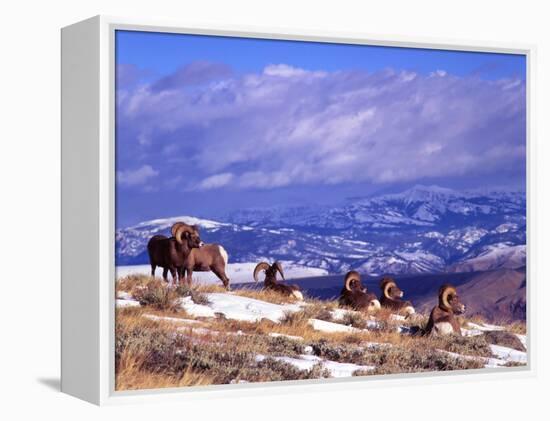 Six Bighorn Rams, Whiskey Mountain, Wyoming, USA-Howie Garber-Framed Premier Image Canvas