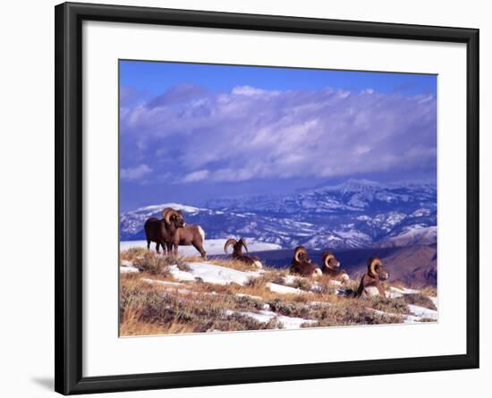 Six Bighorn Rams, Whiskey Mountain, Wyoming, USA-Howie Garber-Framed Photographic Print