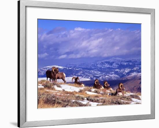 Six Bighorn Rams, Whiskey Mountain, Wyoming, USA-Howie Garber-Framed Photographic Print