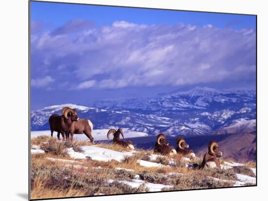 Six Bighorn Rams, Whiskey Mountain, Wyoming, USA-Howie Garber-Mounted Photographic Print